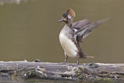 hooded merganser 040607_MG_1422