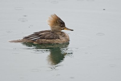 hooded merganser 040707_MG_0608