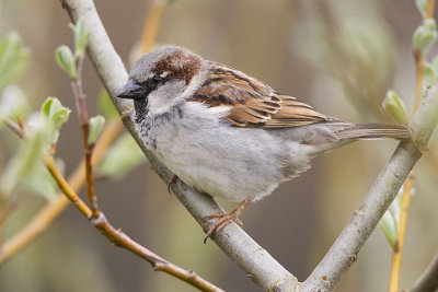 house sparrow 040607_MG_1357