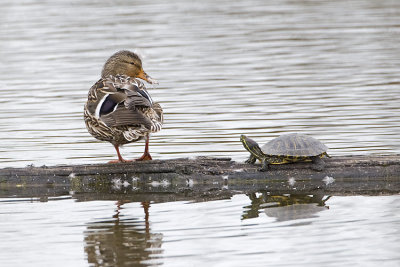 mallard & turtle 040607_MG_1407