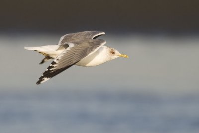 mew gull 040607_MG_2085