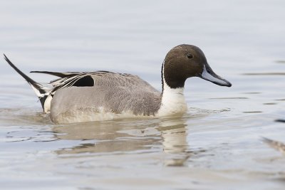 northern pintail 040607_MG_0157