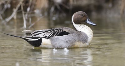 northern pintail 040607_MG_1307