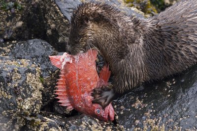 otter 040707_MG_0481