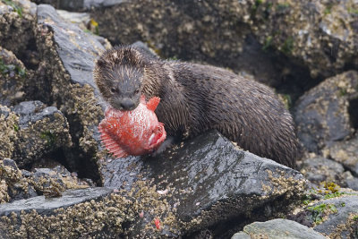 otter 040707_MG_0577