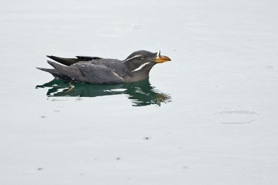 rhinocerous auklet 040707_MG_0266