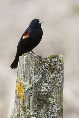 red-winged blackbird 040607_MG_0645