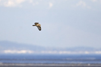 short-eared owl 040607_MG_1874