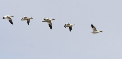 snow geese 040607_MG_0682