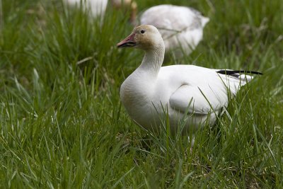 snow goose 040607_MG_1445