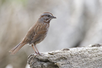 song sparrow 040607_MG_0263