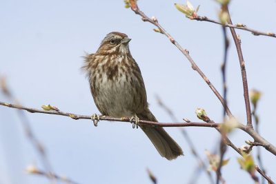 song sparrow 040607_MG_0589