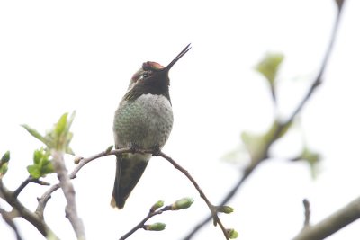 anna's hummingbird 040707_MG_1311