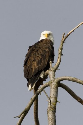 bald eagle 040807_MG_0257