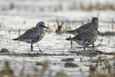black-bellied plover 040807_MG_0036