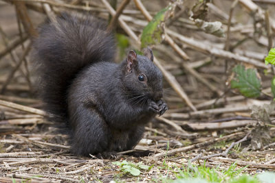 black squirrel 040807_MG_0373