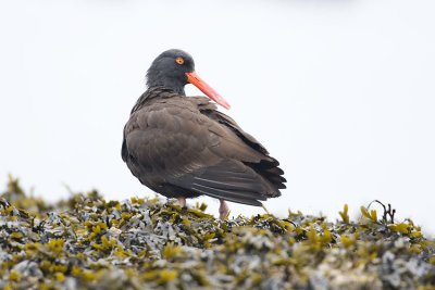 black oystercatcher 040707_MG_0652
