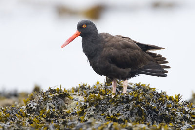 black oystercatcher 040707_MG_0671