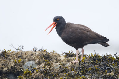 black oystercatcher 040707_MG_0717