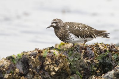 black turnstone 040707_MG_0971
