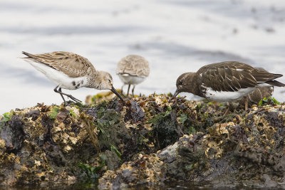 dunlin & turnstone 040707_MG_0928