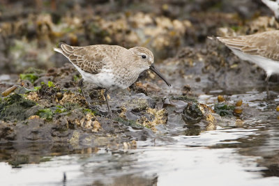 dunlin 040707_MG_0950