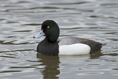 greater scaup 040807_MG_0422