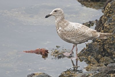 glaucous-winged gull 040707_MG_0377