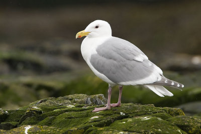 glaucous-winged gull 040707_MG_0989