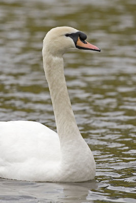mute swan 040807_MG_0434