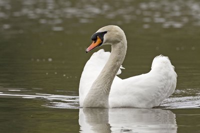 mute swan 040807_MG_0503