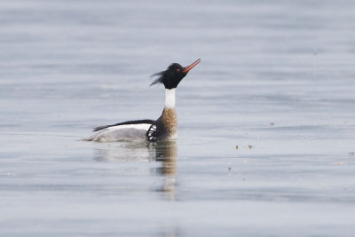 red-breasted merganser 040707_MG_0115
