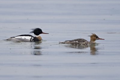 red-breasted mergansers 040707_MG_0186