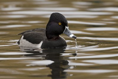 ring-necked duck 040707_MG_1178