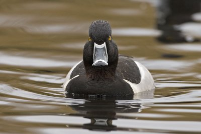 ring-necked duck 040707_MG_1185