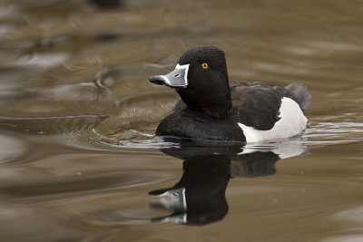 ring-necked duck 040707_MG_1215