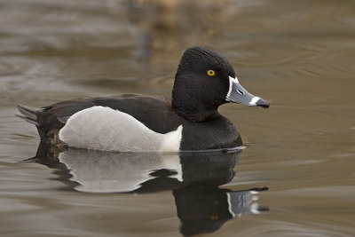 ring-necked duck 040707_MG_1224