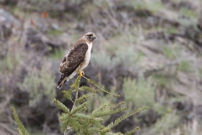 red-tailed hawk 040907_MG_0215