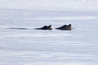 sea-lions 040807_MG_0104