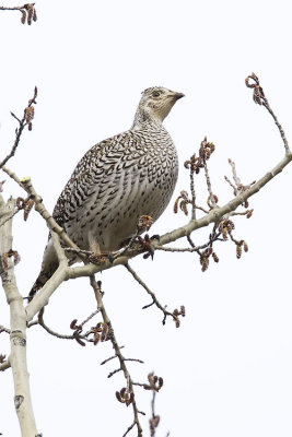 sharp-tailed grouse 040907_MG_0144