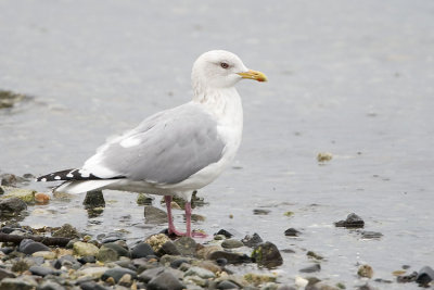 thayer's gull 040707_MG_0025