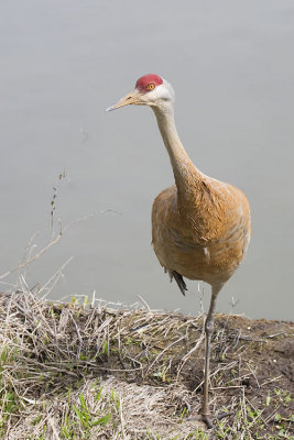 sandhill crane 040607IMG_2640