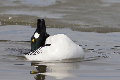 common goldeneye 041607_MG_0230