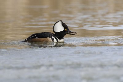 hooded mereganser 041107_MG_0310