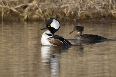 hooded mereganser 041507_MG_1760