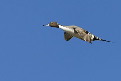 northern pintail 041507_MG_2504