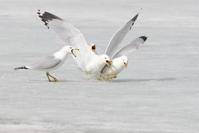 ring-billed gulls 041607_MG_0306