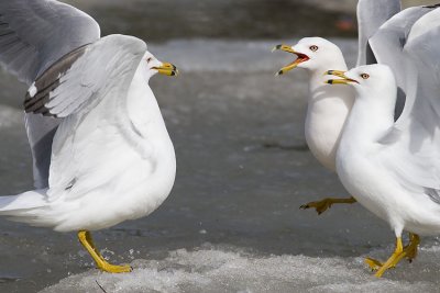 ring-billed gulls 041607_MG_0473