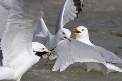 ring-billed gulls 041607_MG_0521