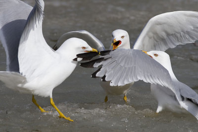 ring-billed gulls 041607_MG_0524